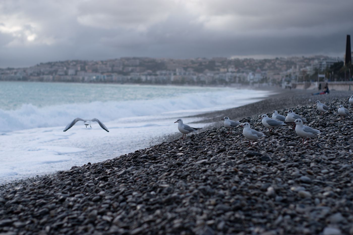 Des mouettes sur les galets à Nice, la baie des Anges encore grise au petit matin.